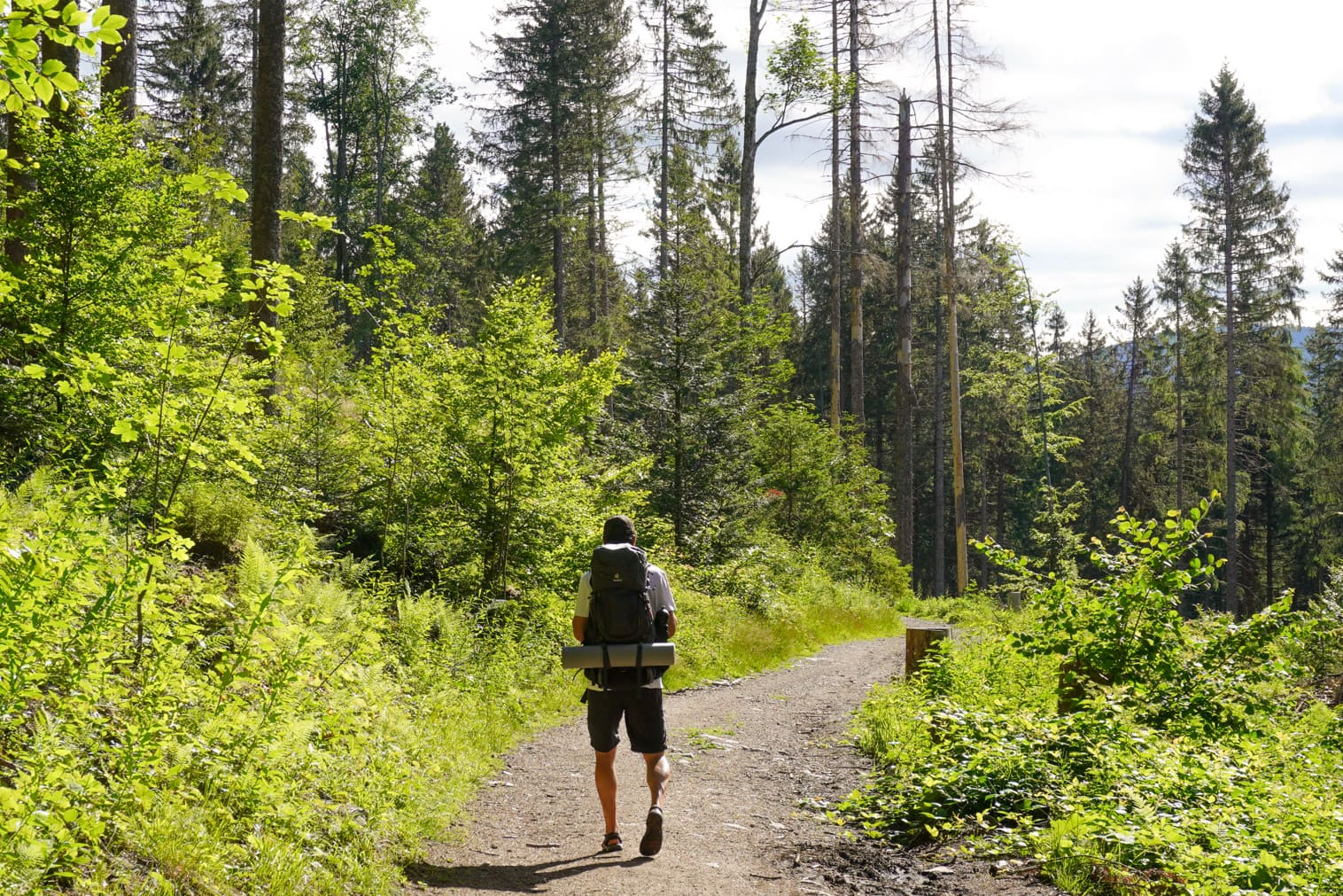 Wanderer im Wald, umweltbewusstes Wandern