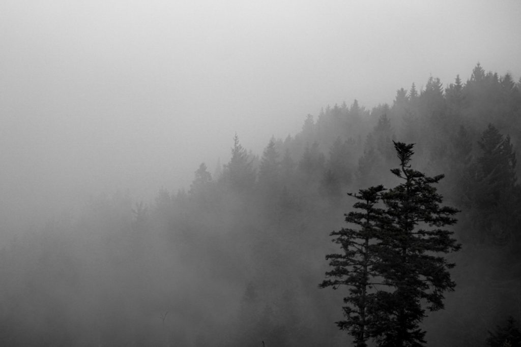Schwarzwald Nebel