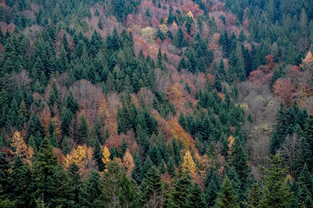 Bunte Bäume im Herbst - Querweg Gengenbach-Alpirsbach