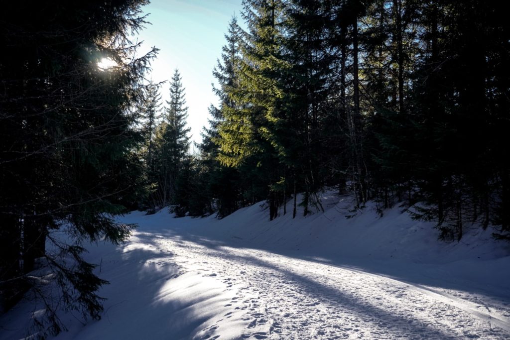 Waldweg Winterwanderung Todtnauberg