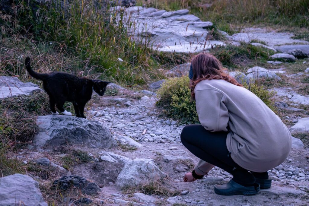 Katze schwarz-weiß ist interessiert an Mensch 