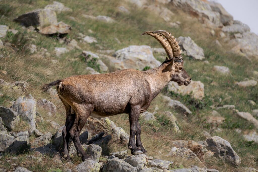 Steinbock schaut in Ferne - Mercantour Nationalpark