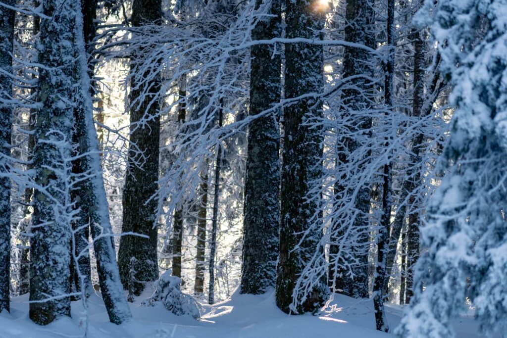 Verschneiter Wald bei Haldenköpfle Winterwanderung