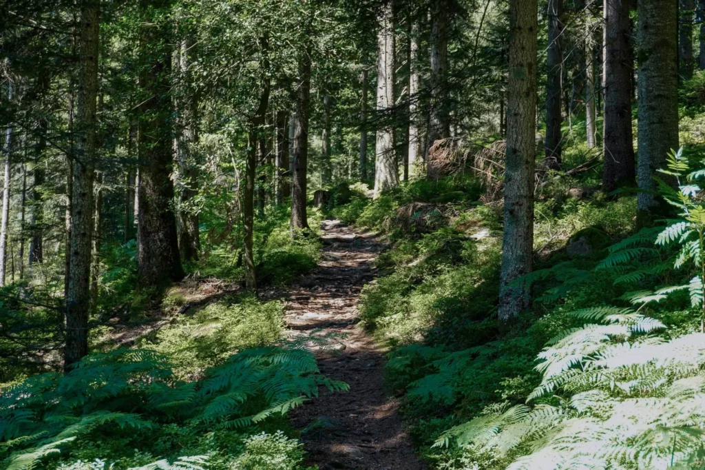 Pfad im Wald auf Deutschlandwanderung E1
