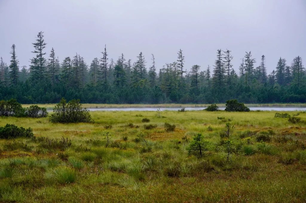 Moor mit Wald im Hintergrund