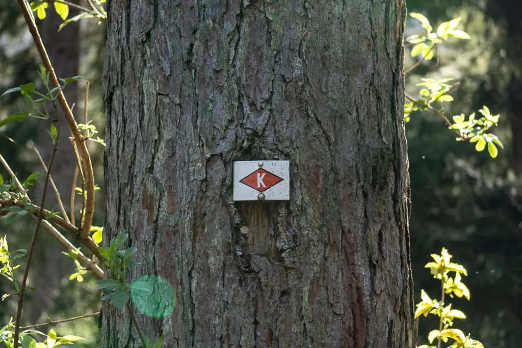 Eine Markierung am Baum mit weißem K in roter Raute für den Kandel-Höhenweg 