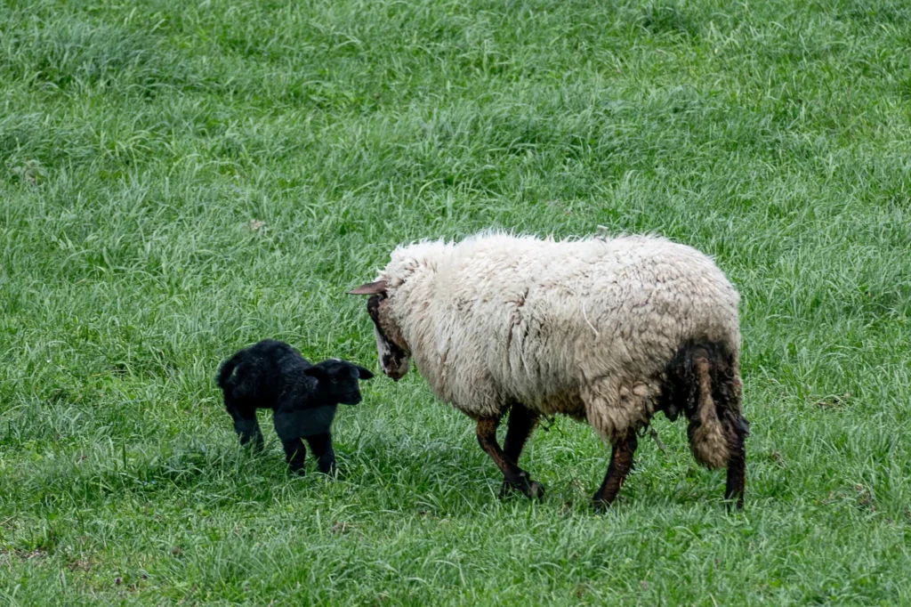 Ein Schaf mit einem Lamm