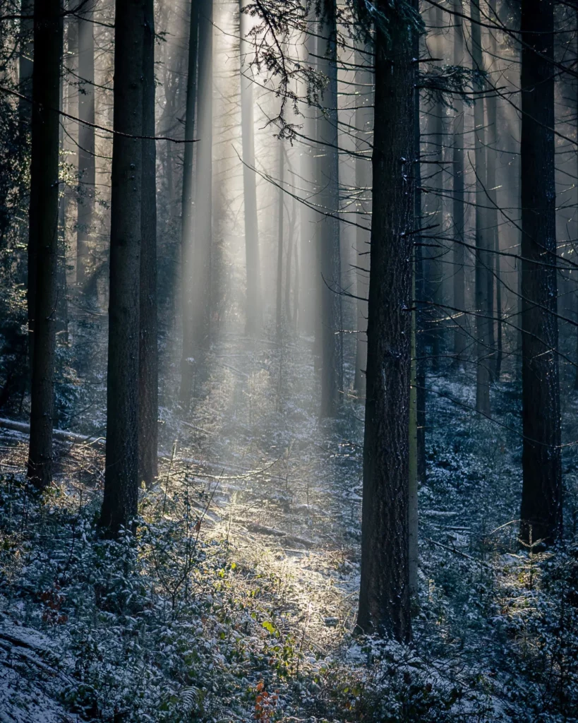 Sonnenlicht fällt in Wald