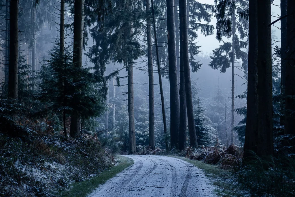 Frostiger Forstweg in nebliger Waldlandschaft